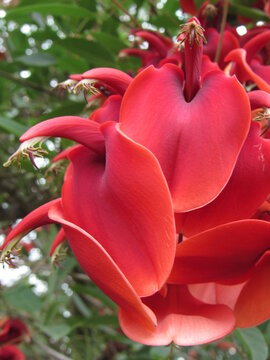 Racimo de flores rojas de Ceibo Erythrina crista galli