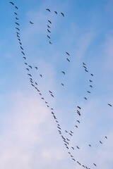 A flock of geese flies in the blue sky