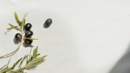 natural black olive branch in sunlight, flat lay on soft off-white and grey background, top down mediterranean vibe, minimal background