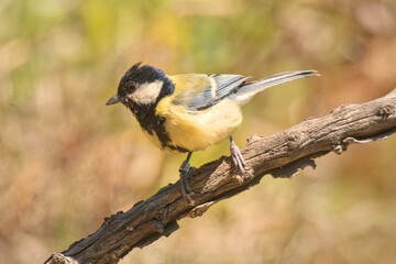 Fototapeta premium Great tit, Parus major, single bird on berries, Warwickshire, December 2020