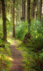 Oregon Coast Forest Trail