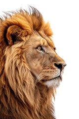 A close up photograph of a lion against a white background. Perfect for wildlife enthusiasts and animal lovers