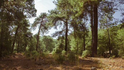 Obraz premium Big trees in the anatolian pine forest on a sunny day, old coniferous mediterranean woods taken outside of Fethiye, Turkey