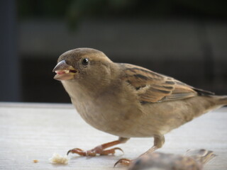 House Sparrow- Gorrion Comun 