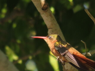 Colibri- Hummingbird © Julia