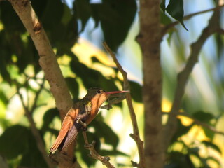 Colibri- Hummingbird
