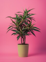 Dracaena plant in pot. Studio photoshoot on isolated solid color background. Home flower plant profile photography. Ai generated illustration. Botanical app picture