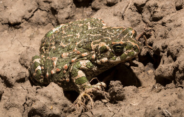 European green toad. Bufotes viridis. An amphibian sits on the ground.