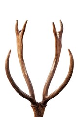 Close-up shot of a deer's antlers on a plain white background. Versatile image that can be used for various purposes