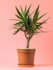 Yucca plant in pot. Studio photoshoot on isolated solid color background. Home flower plant profile photography. Ai generated illustration. Botanical app picture