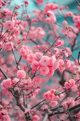 Tree branches covered with beautiful pink flowers