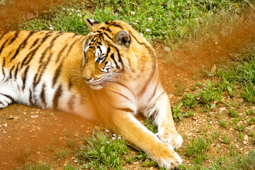 Image of a tiger lying down in the natural park of Cabárceno, Spain.