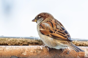 House sparrow, male on a stick in winter.