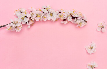 Branch apricot tree with white flowers on a pink background with space for text. Top view, flat lay