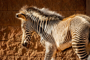 Side view of a young zebra inside the natural park of Cabárceno in Spain.