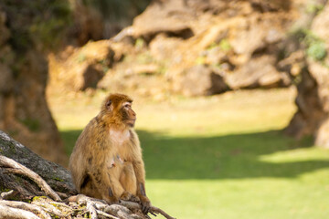 Closeup of a monkey sitting in nature. copy space