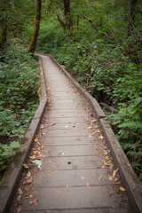boardwalk through forest