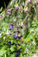 Close up of salvia cyanescens flowers in bloom