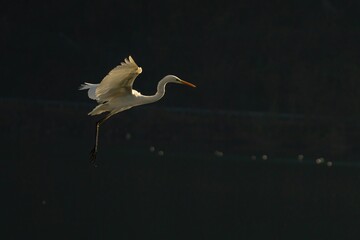 White fish egg comes flying and lands.