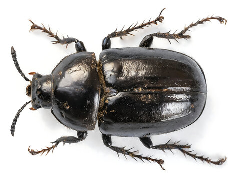 a dung beetle from above isolated on a white background