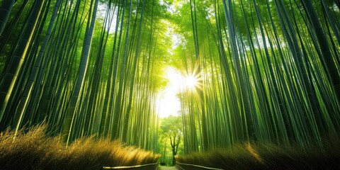 tranquil bamboo forest with sunlight filtering through the tall stalks