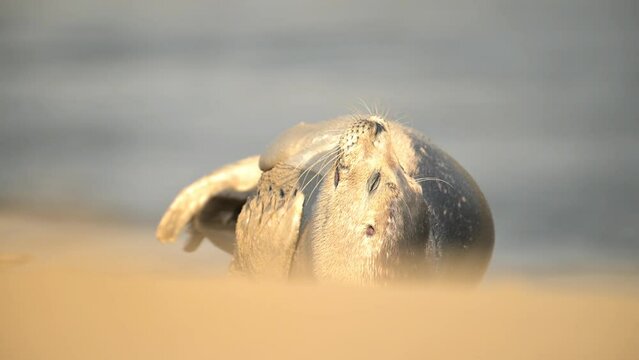 Slow Motion 4K 120fps: Harbor Seal (Phoca vitulina) on the beach of The Netherlands during the sunset. Wildlife.