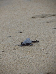 Tortuga Golfina- Lepidochelys olivacea