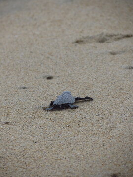 Tortuga Golfina- Lepidochelys olivacea