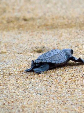 Tortuga Golfina- Lepidochelys olivacea