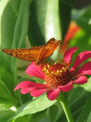 Mariposa en Oaxaca