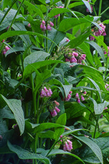 Comfrey plant closeup showing the colorful bloom heads