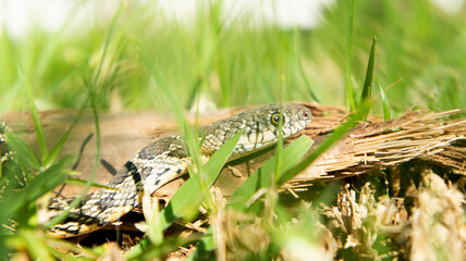 Naklejka premium Culebra de herradura Hemorrhois hippocrepis serpiente Colubridae Horseshoe Whip Snake