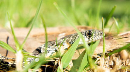 Culebra de herradura Hemorrhois hippocrepis serpiente Colubridae Horseshoe Whip Snake