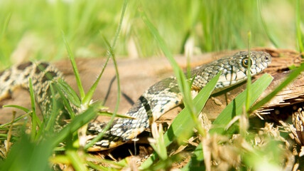 Culebra de herradura Hemorrhois hippocrepis serpiente Colubridae Horseshoe Whip Snake