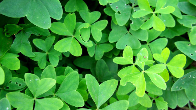 planta del trébol, planta de la suerte y la prosperidad - clover - Trifolium repens -  Wish plant - Lucky Plant