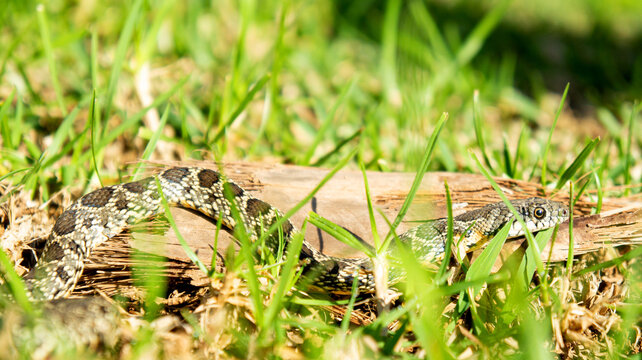 Culebra de herradura Hemorrhois hippocrepis serpiente Colubridae Horseshoe Whip Snake