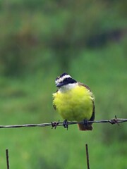 Bienteveo Comun- Great Kiskadee 