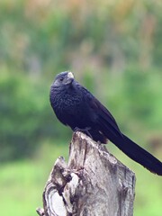 Garrapatero Pijuy- Crotophagassulcirostris