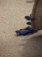 Tortugas Golfinas- Lepidochelys olivacea