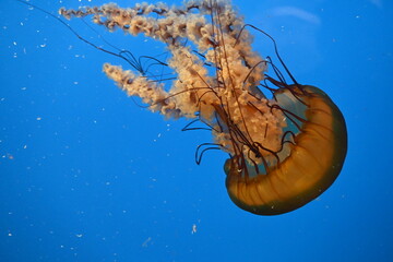 20230225, Jelly Fish swimming at the aquarium with a blue background 7292.