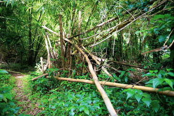rainforest