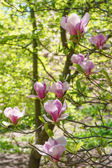 Blooming tree branch with pink Magnolia soulangeana flowers in park or garden on green background in sunny srping day. Nature, floral, gardening.