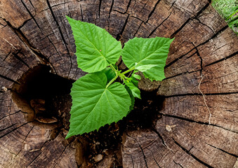 A strong seedling growing in the center trunk of a cut stump  top angle, Concept of start new life, support building a future. New Chapter