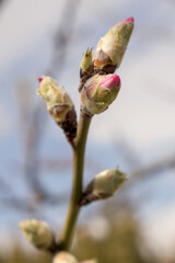 Primeras flores de almendro en primavera. Almendra germinando. Almendro en flor en campos de castilla