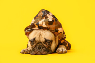 Cute French bulldog in raincoat lying on yellow background