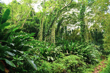 fern in the forest, rainforest, vines