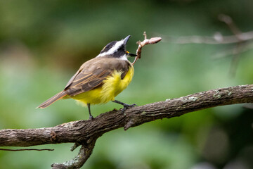 The Great Kiskadee also know as Bem-te-vi perched on branch eating a tropical house gecko. Species...