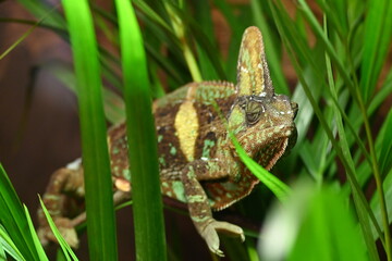 20230225 Chameleon in the Zoo, 7307.