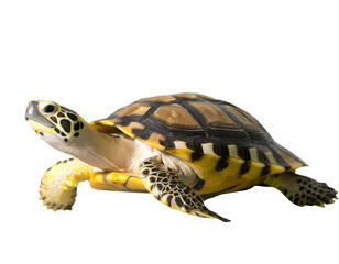 Obraz premium schildkröte isoliert auf weißem Hintergrund, Freisteller 