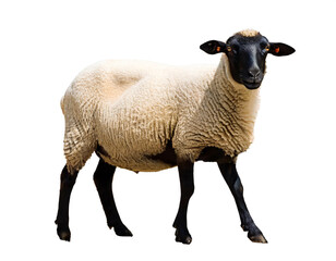 Schaf isoliert auf weißen Hintergrund, Freisteller